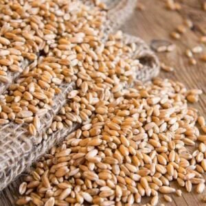 Wheat